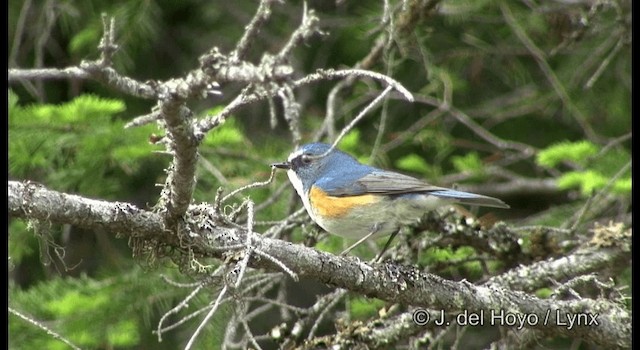 Red-flanked Bluetail - ML201359711