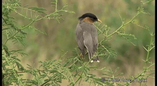 - Brahminy Starling