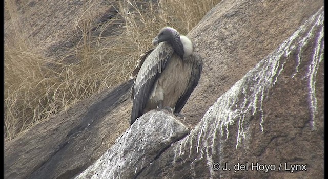 Indian Vulture - ML201359921