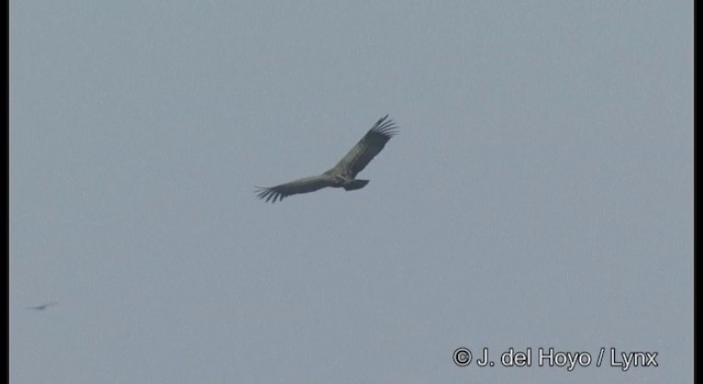 Indian Vulture - ML201359931