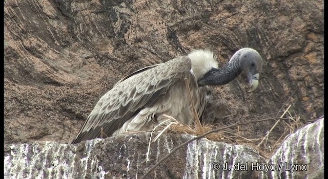 Indian Vulture - ML201359961
