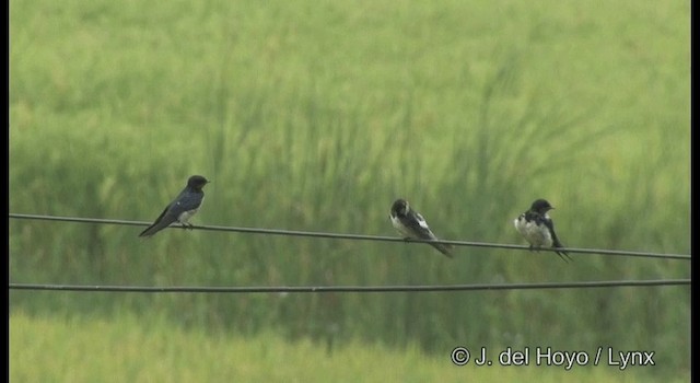 Barn Swallow (White-bellied) - ML201360001