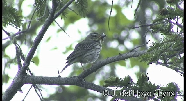 Olive-backed Pipit - ML201360071