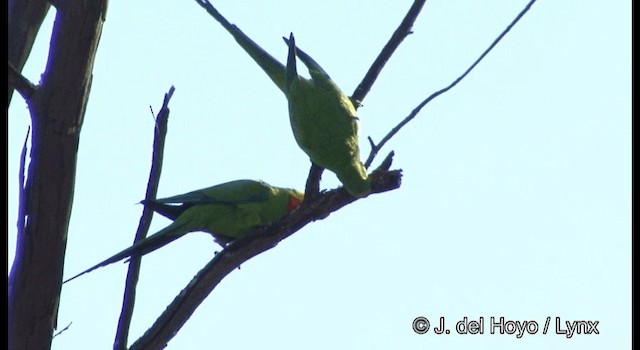 Роскошный попугай - ML201360281