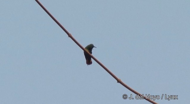 kolibřík křivozobec - ML201360741