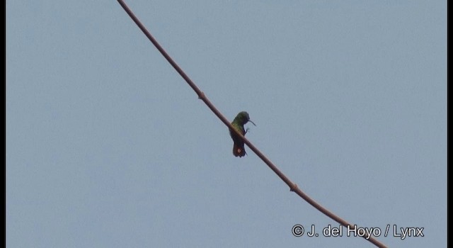 kolibřík křivozobec - ML201360751