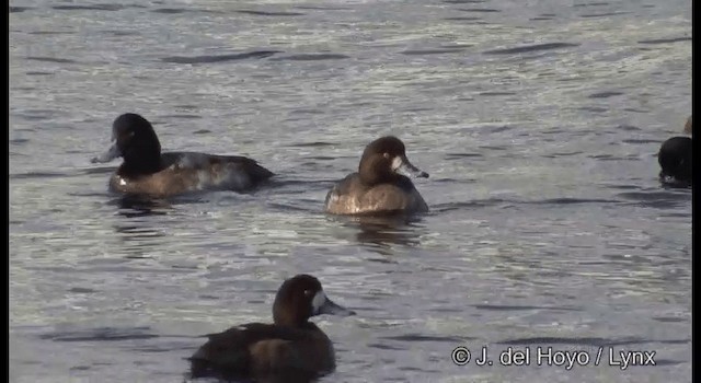 Greater Scaup - ML201361081