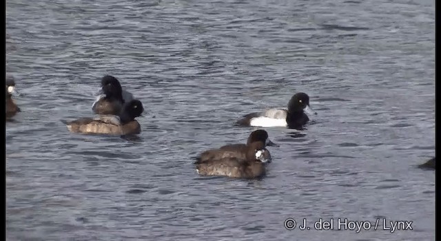 Greater Scaup - ML201361091