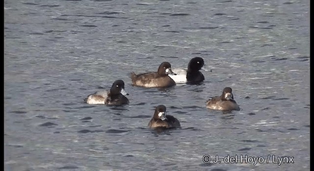 Greater Scaup - ML201361101