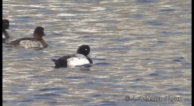 Greater Scaup - ML201361121
