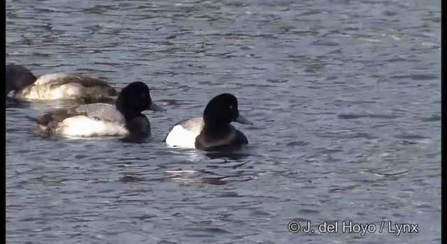 Greater Scaup - ML201361131