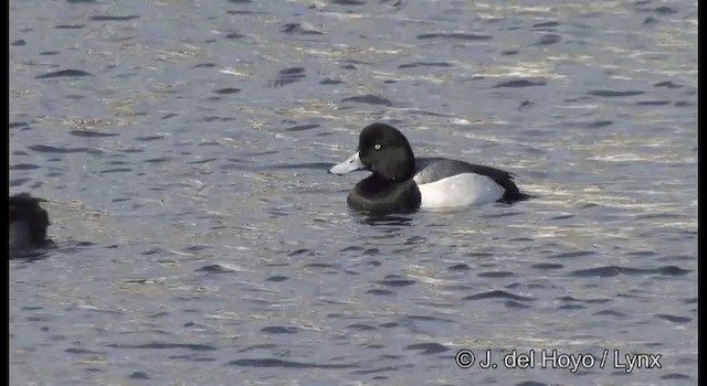 Greater Scaup - ML201361141