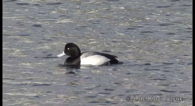 Greater Scaup - ML201361151