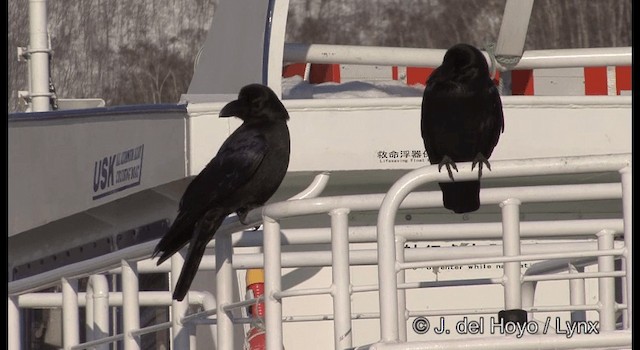 Large-billed Crow (Large-billed) - ML201361291