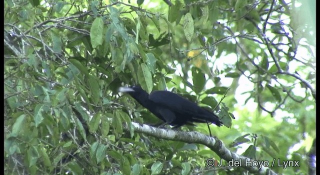 Guadalcanal Crow - ML201361341