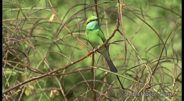 Asian Green Bee-eater - ML201361431