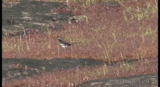 White-browed Wagtail - ML201361461