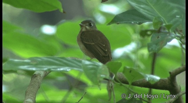 Brown-breasted Flycatcher - ML201361481