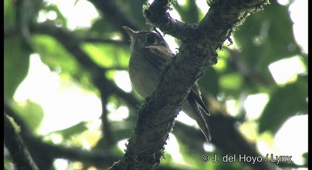 Brown-breasted Flycatcher - ML201361491