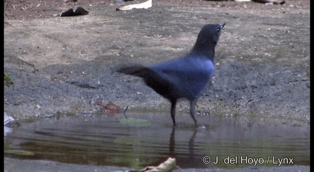Малабарская синяя птица - ML201361501