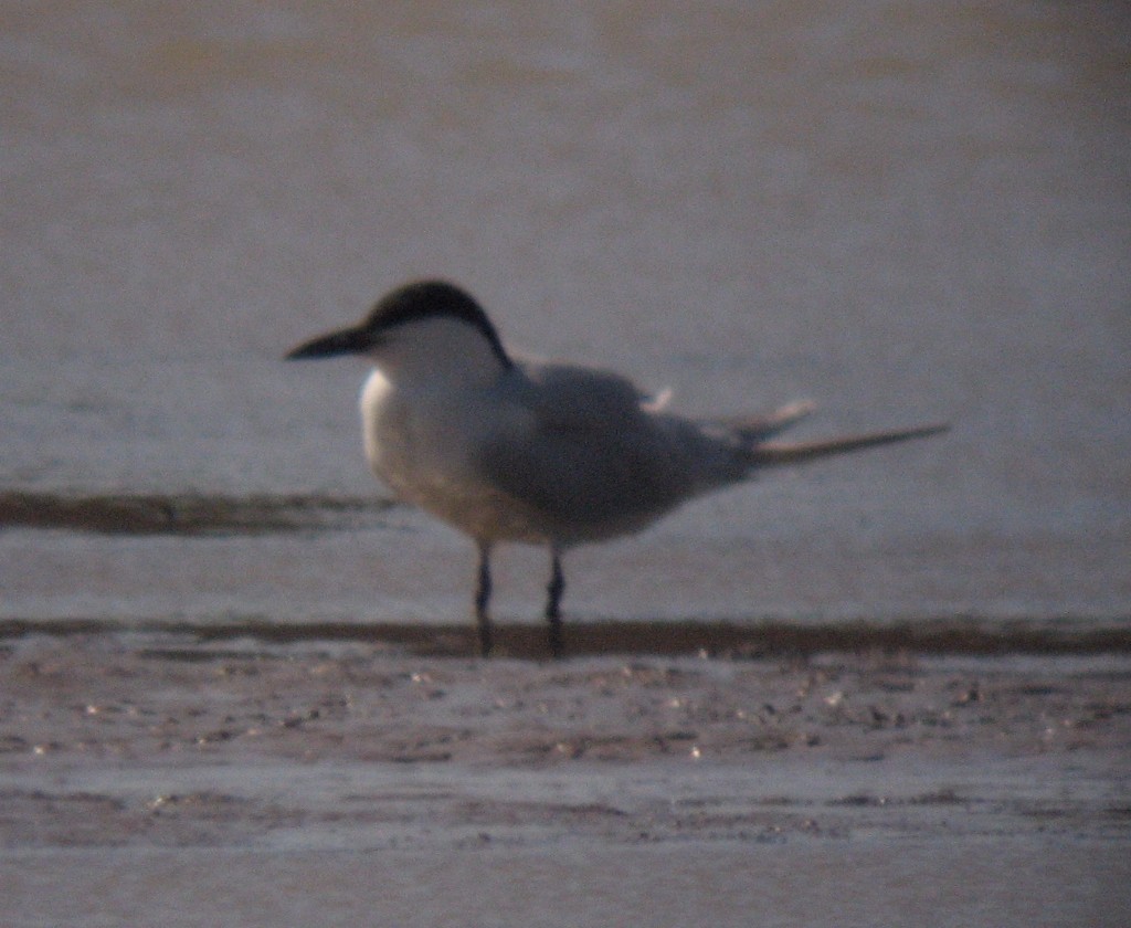 Gull-billed Tern - ML20136151