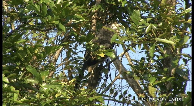 Malabar Gray Hornbill - ML201361551
