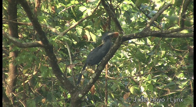 Malabar Gray Hornbill - ML201361561