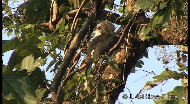 Malabar Gray Hornbill - ML201361571
