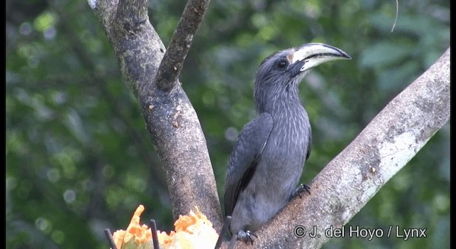 Malabar Gray Hornbill - ML201361591