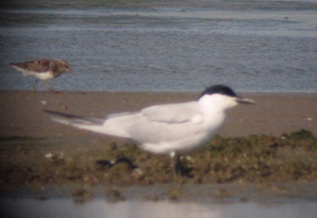 Gull-billed Tern - ML20136161