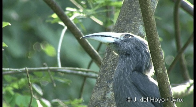 Malabar Gray Hornbill - ML201361611