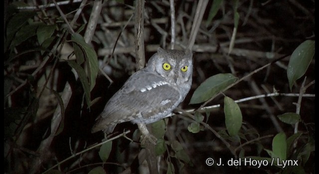 Oriental Scops-Owl (Oriental) - ML201361691
