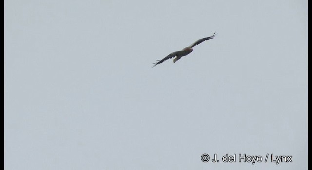 Egyptian Vulture - ML201362011