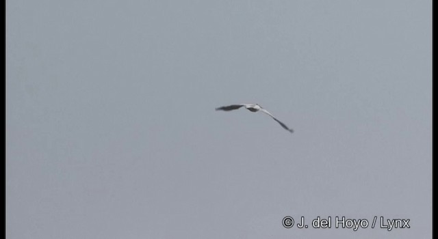 Spot-billed Pelican - ML201362111