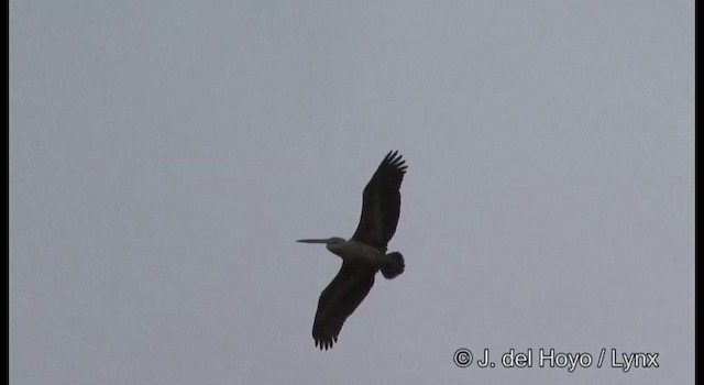 Spot-billed Pelican - ML201362131