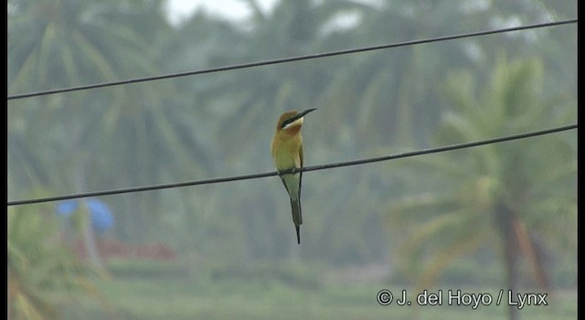Blue-tailed Bee-eater - ML201362171