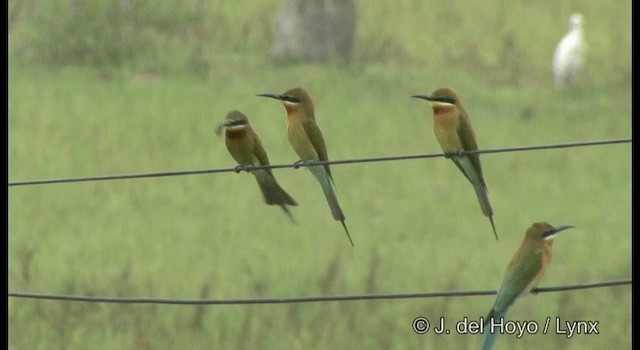 Blue-tailed Bee-eater - ML201362191