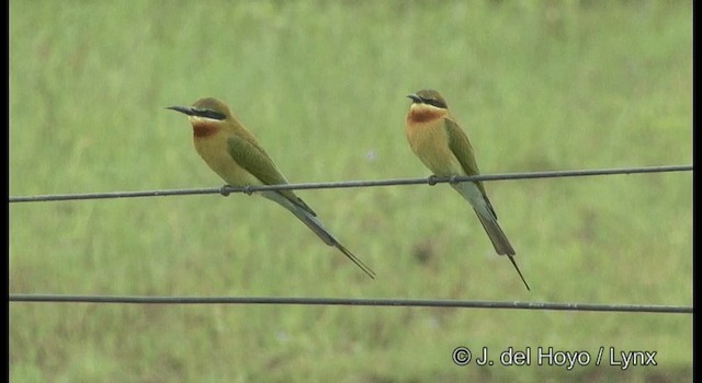Blue-tailed Bee-eater - ML201362201