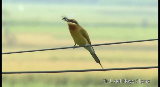 Blue-tailed Bee-eater - ML201362211