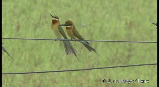 Blue-tailed Bee-eater - ML201362221