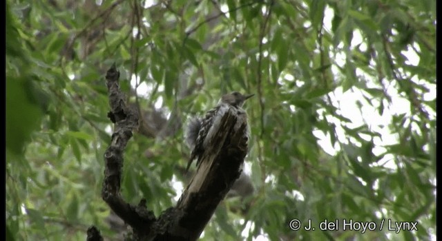 Japanese Pygmy Woodpecker - ML201362231