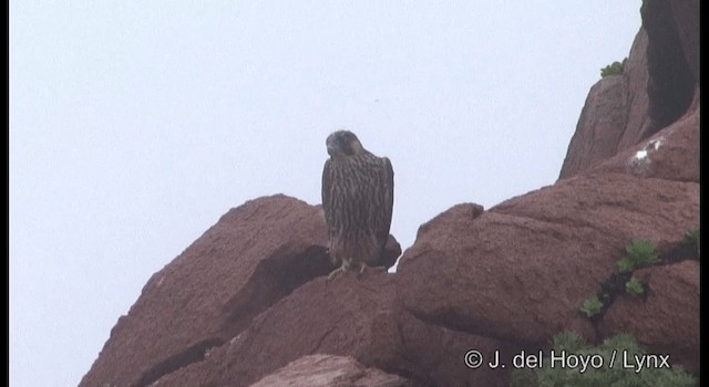 Peregrine Falcon (Eurasian) - ML201362281