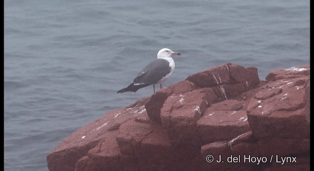 Black-tailed Gull - ML201362291