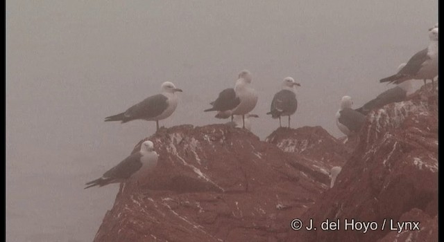 Black-tailed Gull - ML201362301