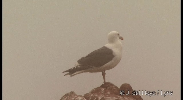 Тихоокеанская чайка - ML201362321