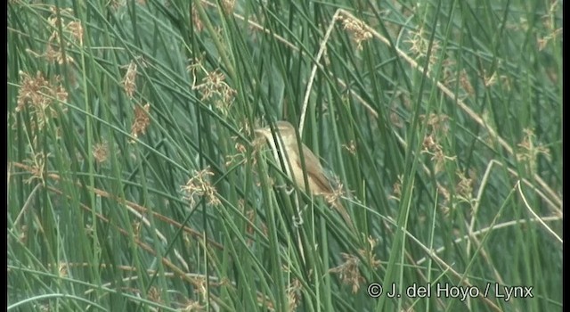 Oriental Reed Warbler - ML201362391