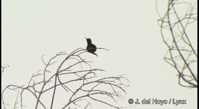 Kalkık Gagalı Kolibri - ML201362521