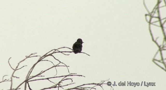 kolibřík křivozobec - ML201362531