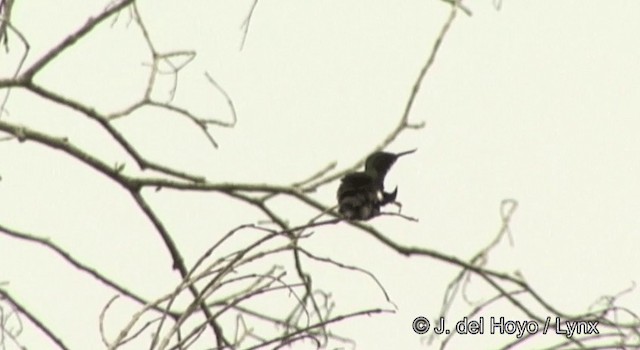 kolibřík křivozobec - ML201362541