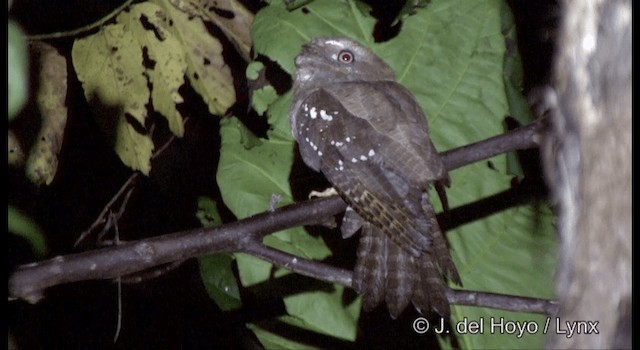 Solomons Frogmouth - ML201363041